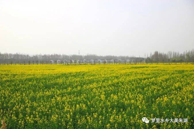 【国土整治后,朱湖农场种植的油菜】耕地增加了,农民种粮的基础也雄厚