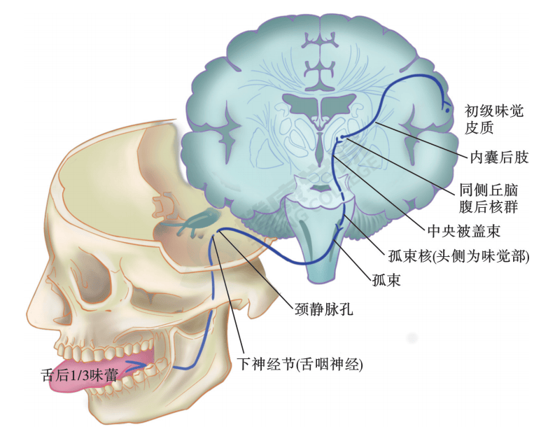 脑神经共12对,分别从颅底穿过脑膜层,再 从各个孔缝穿出颅骨,如动眼