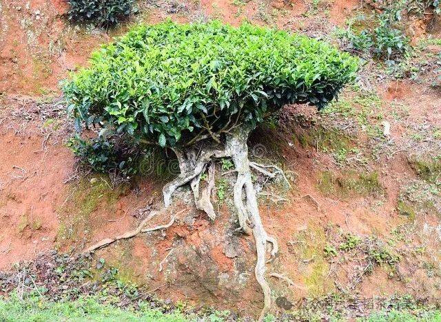 即认为大茶树,古茶树一定比台地茶,小树根系深扎和发达