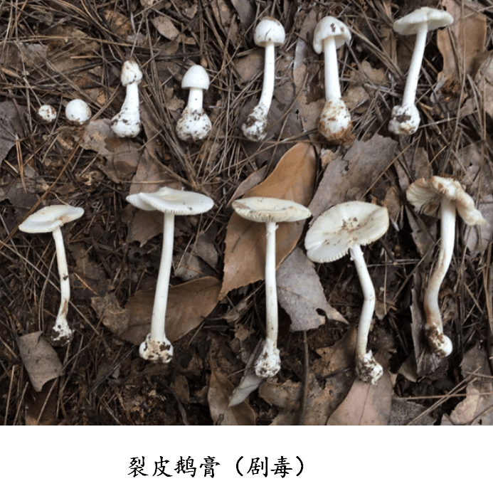 贵州常见的食用野生菌和致命毒蘑菇