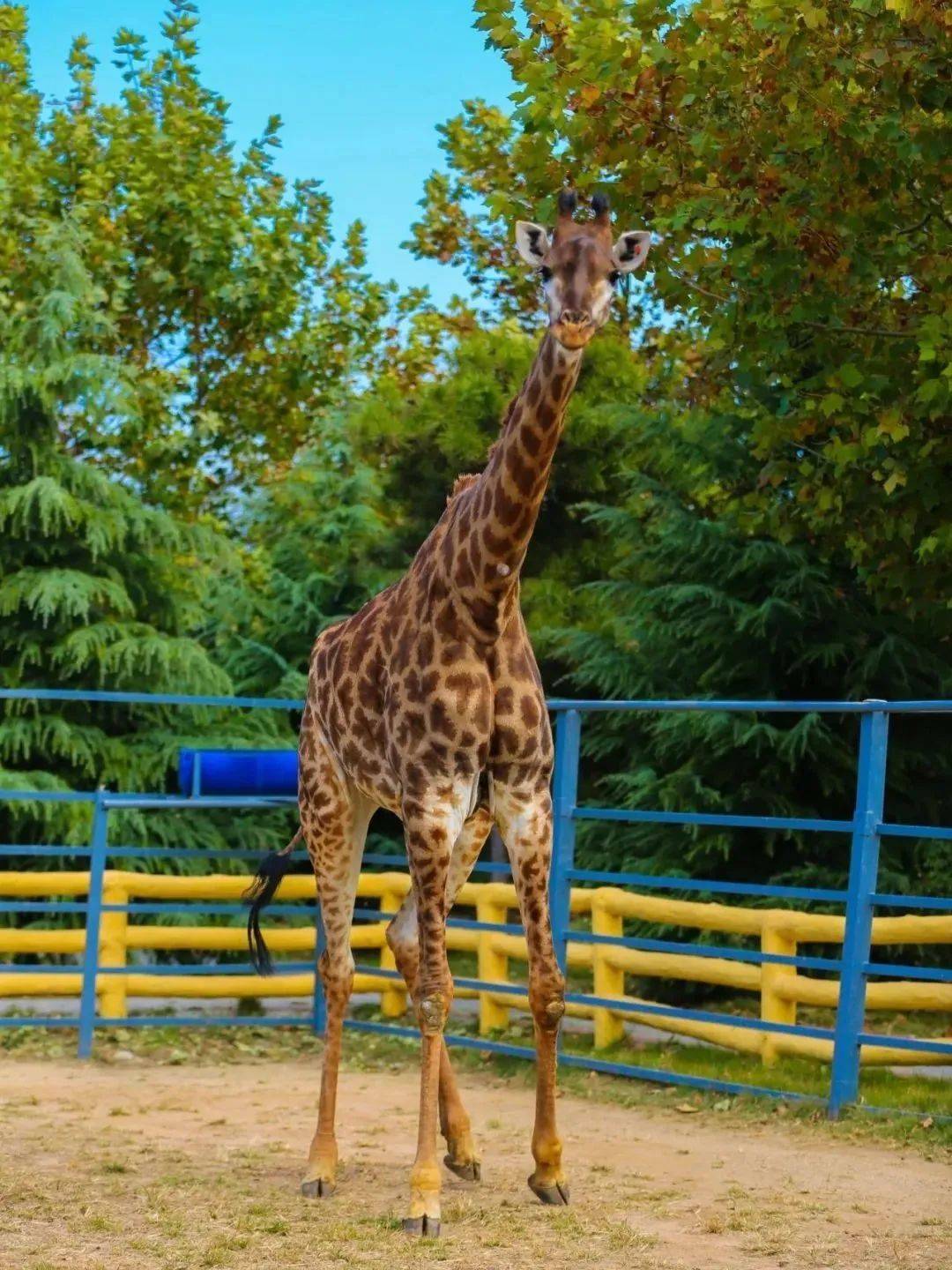 龙口动植物园分为动物园板块,游乐园板块,青少年教育园板块,生态植物