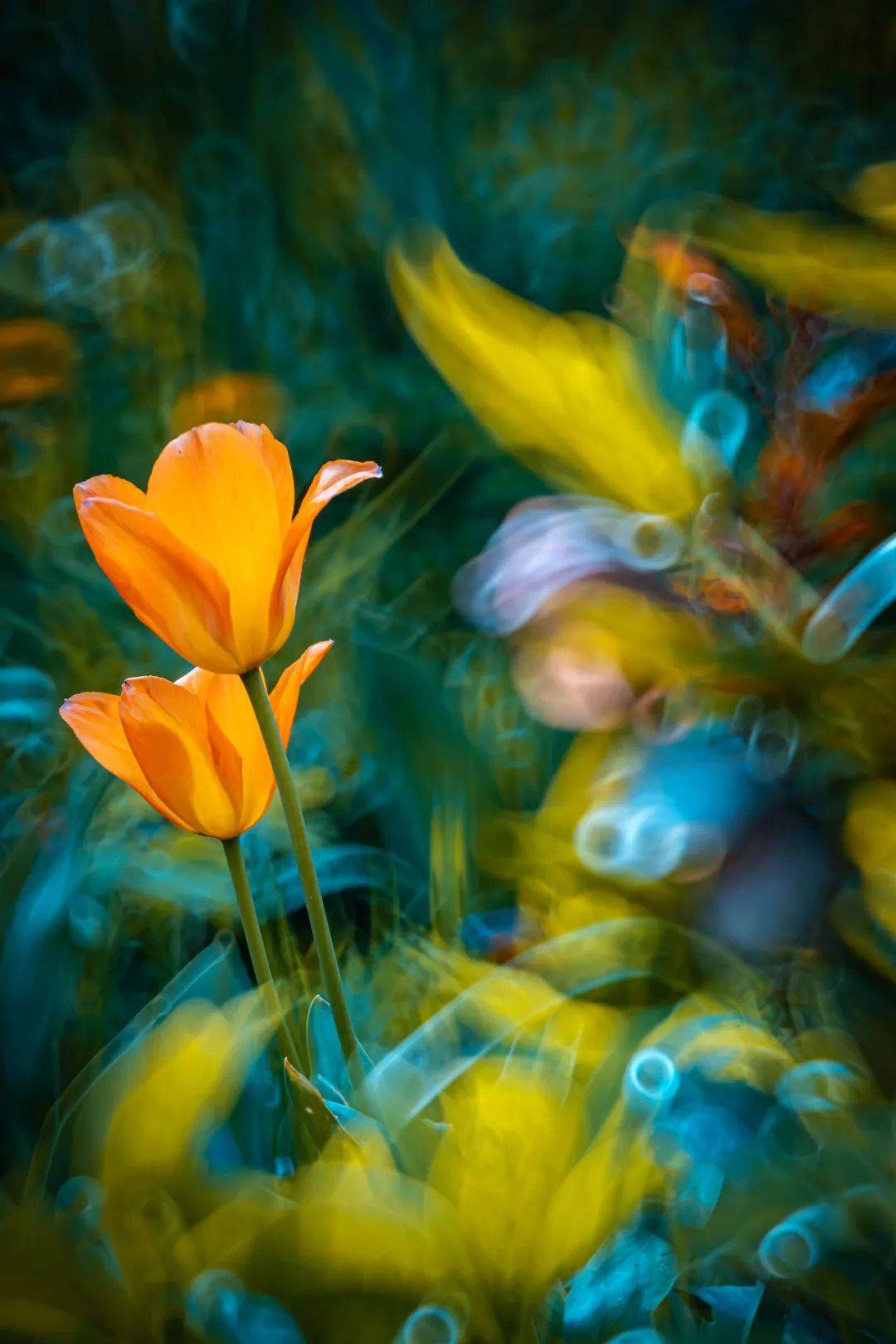 最会拍花的摄影师,波兰花卉艺术家折返镜头作品选