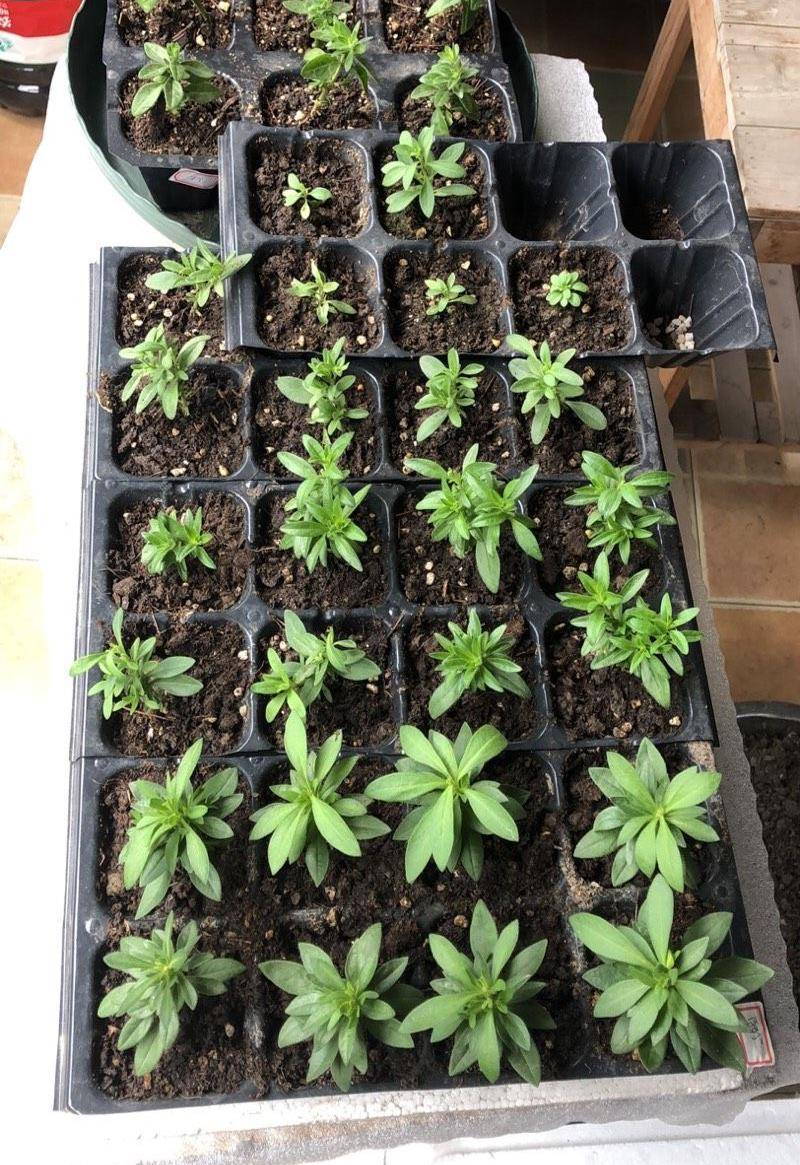 养百万小铃,记住4点,顺利度夏,花量更大很惊艳