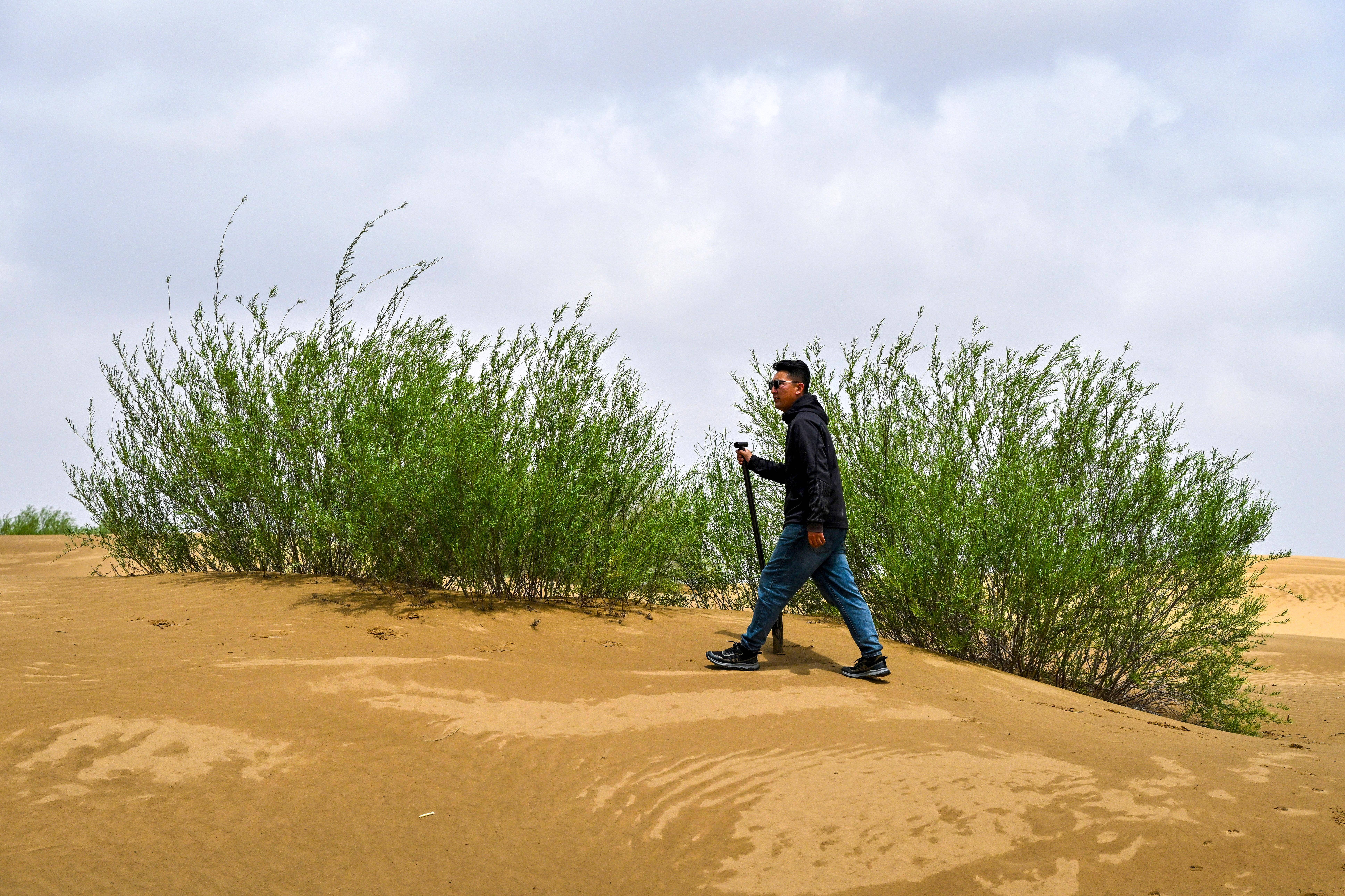 在库布其沙漠种树植绿并不容易投身库布其沙漠治理至今2012年大学毕业