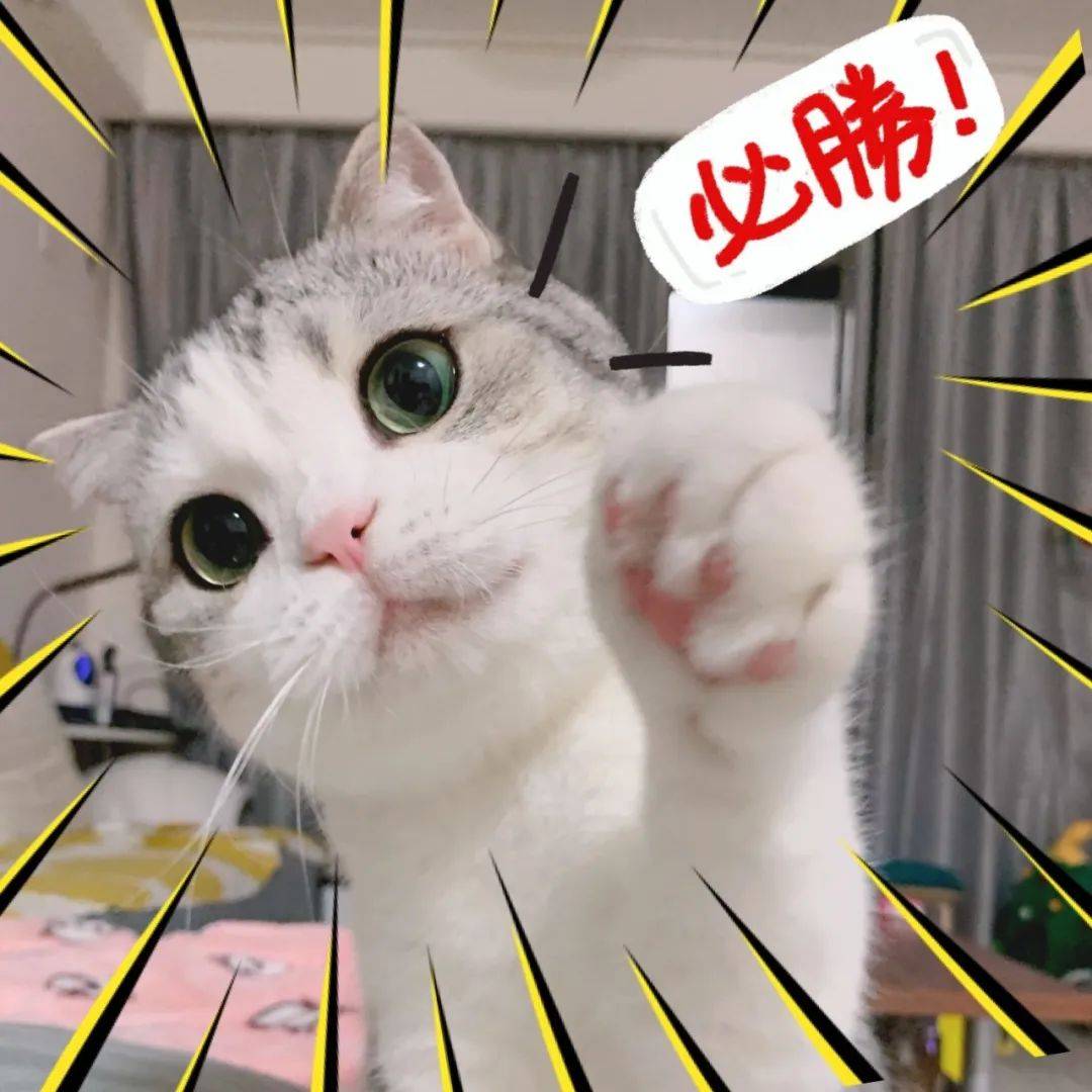 泡芙猫表情包 高考加油高分喷雾biubiu