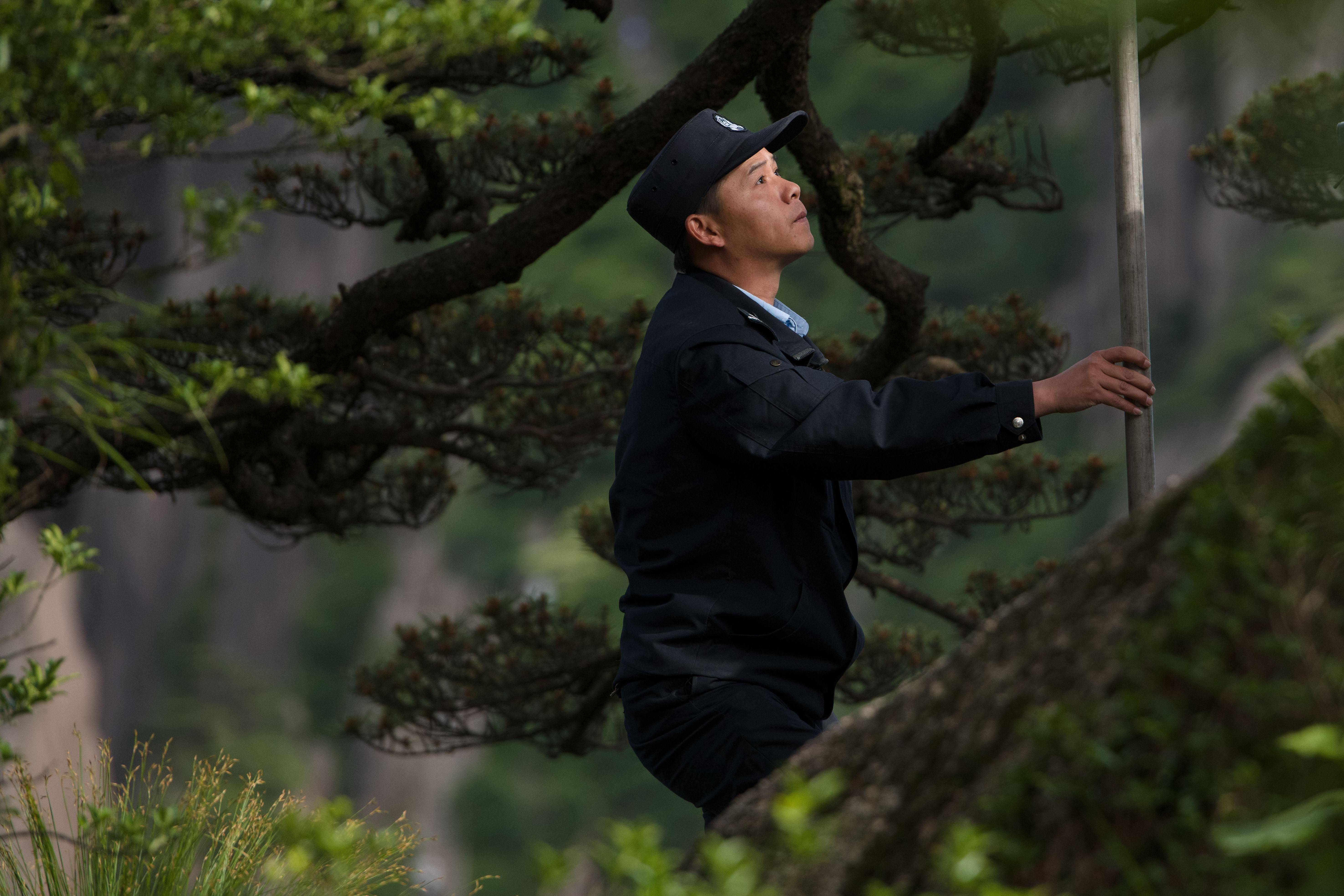 6月4日,"守松人"丁丁在检查迎客松的支撑杆.