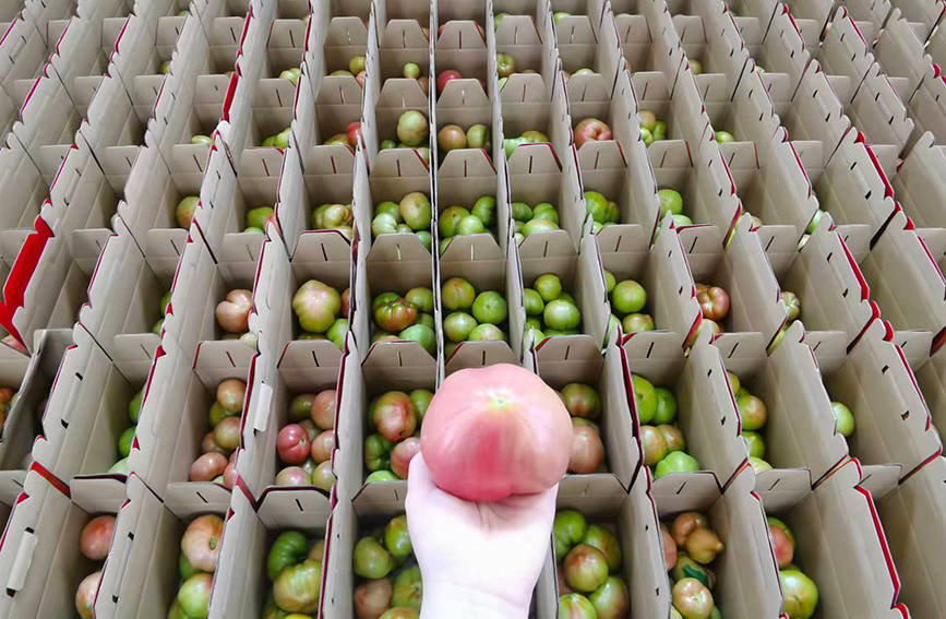 天津东丽:西红柿"映红"致富路