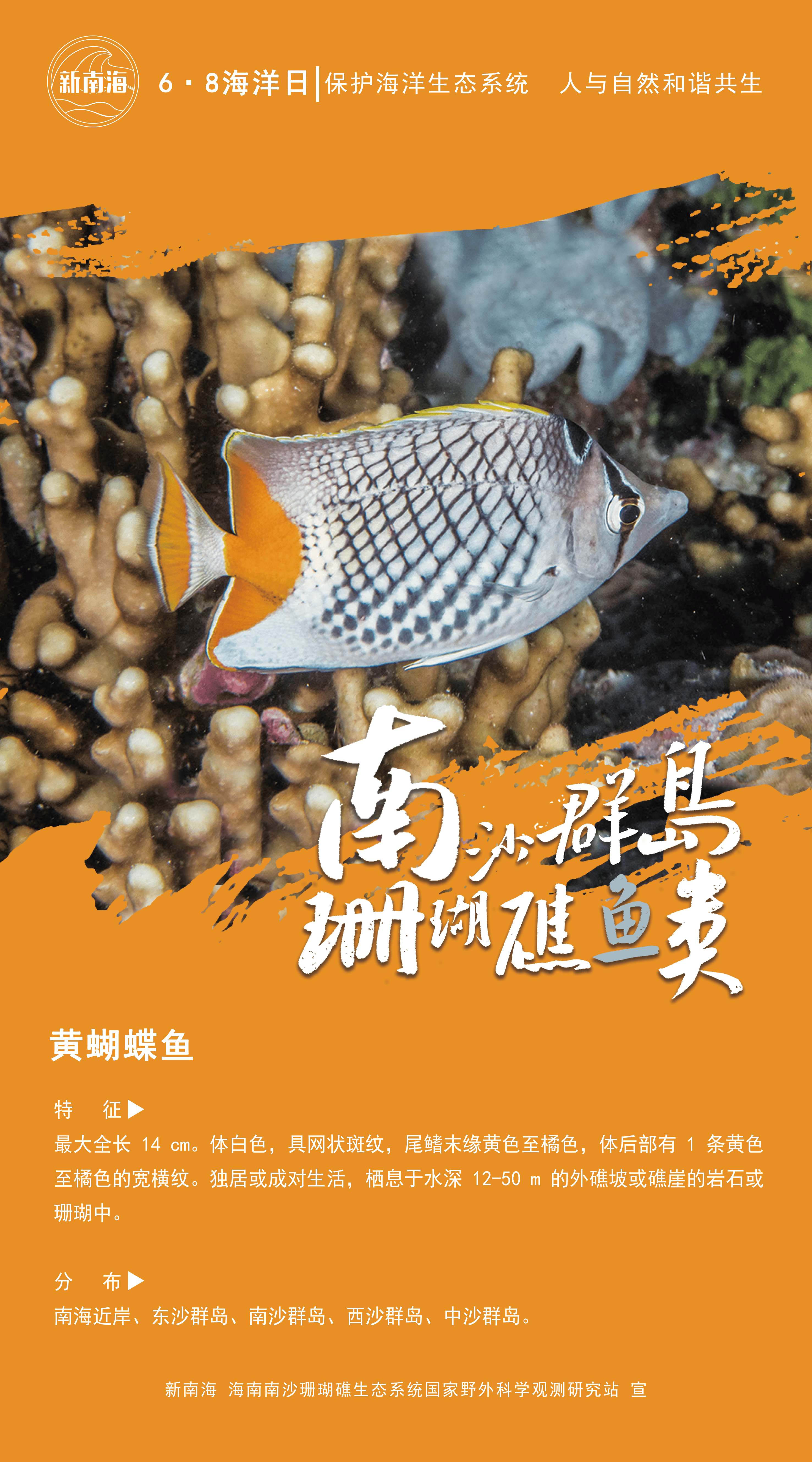南沙群岛珊瑚礁有多少种鱼?一组海报带你认识!|世界海洋日