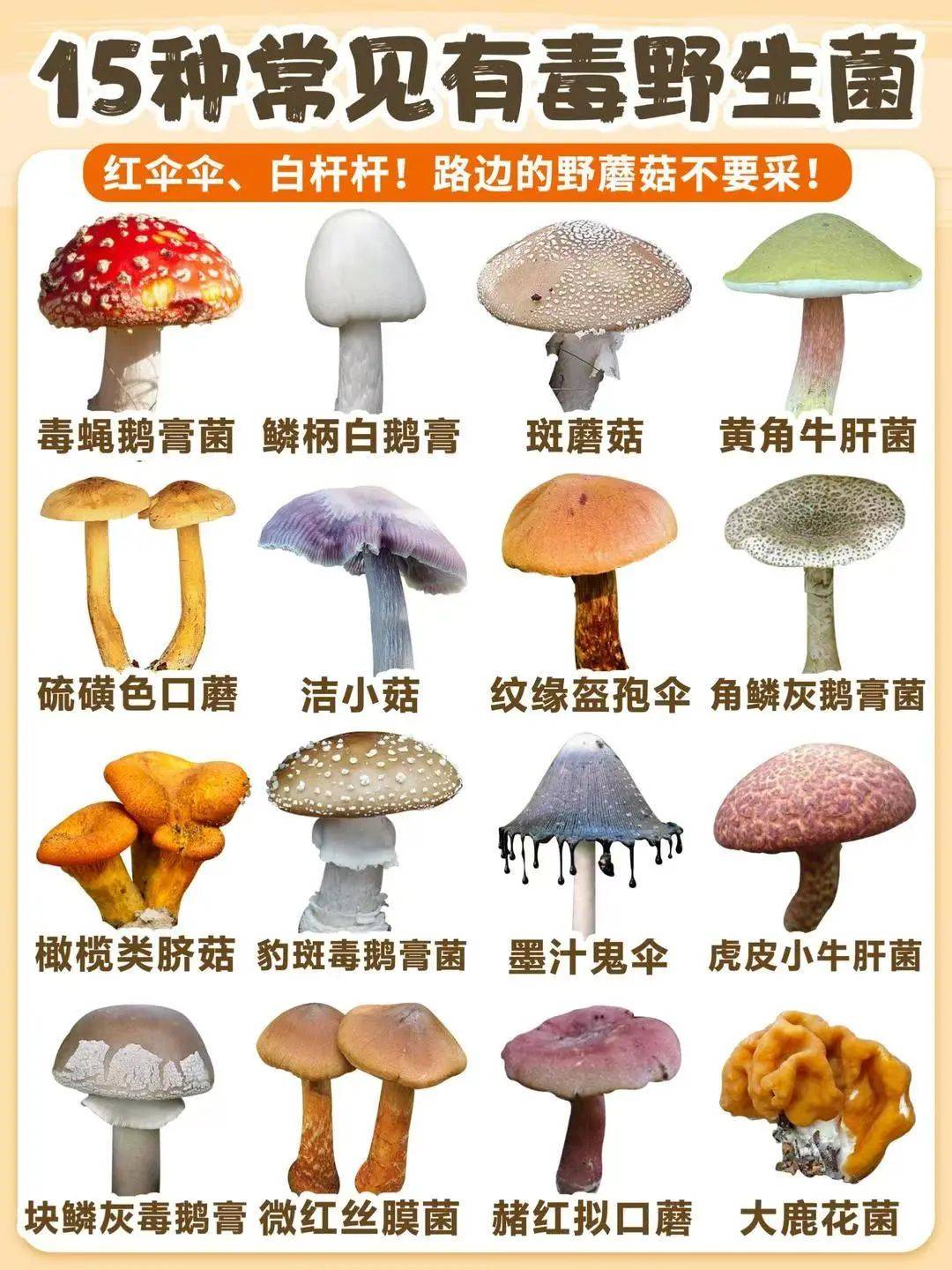 食肉菌常见于哪里图片