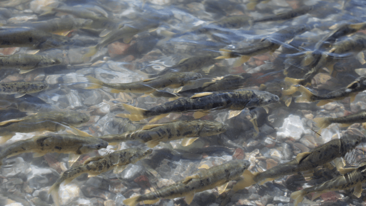 青海湖裸鲤奇迹进行时 从一条鱼的洄游看一片湖的治理