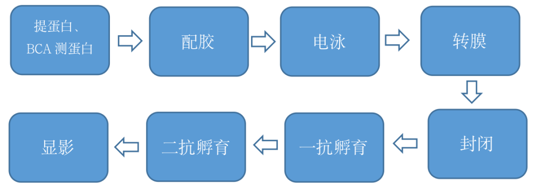 western blot流程图片