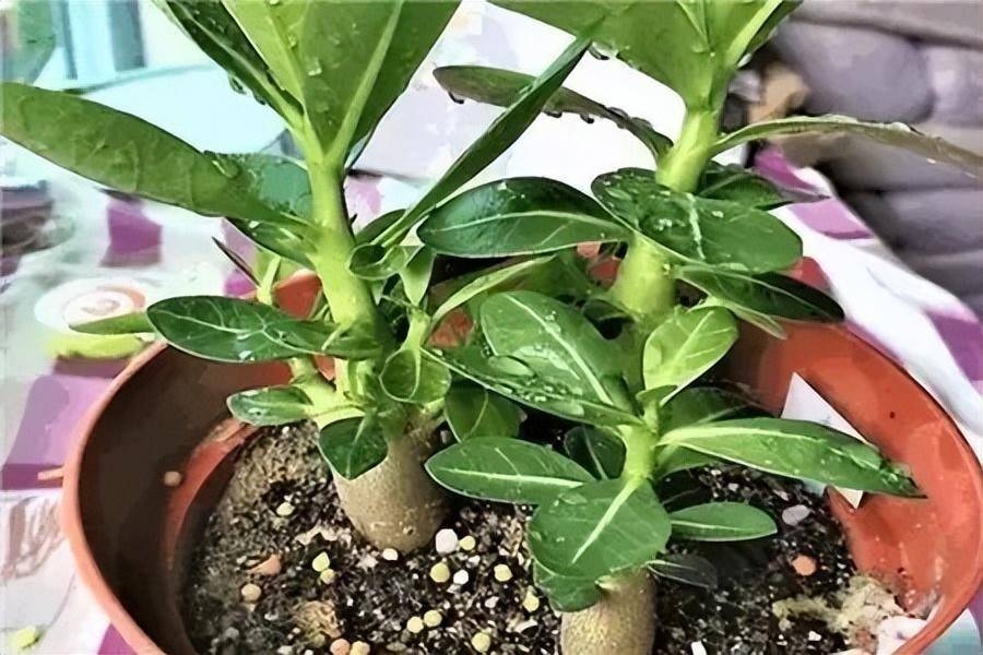 6种"耐旱花",别浇水太多,要旱养,顺利过冬,旺盛茁壮很漂亮