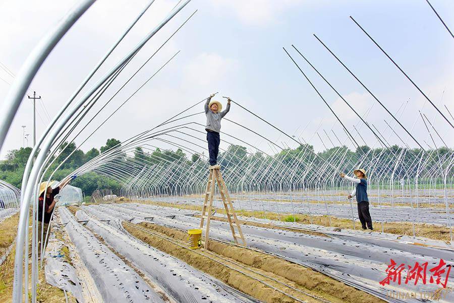 升级大棚设施 保障草莓增收