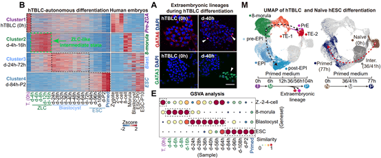 《细胞》重磅:北大团队获得两种新型人全能性干细胞
