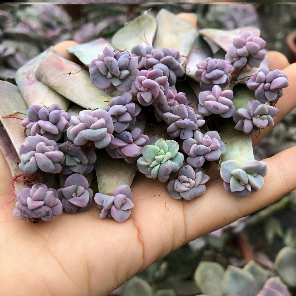 紫乐是一种好养的多肉,一片叶子养爆盆,颜色粉嫩又好看