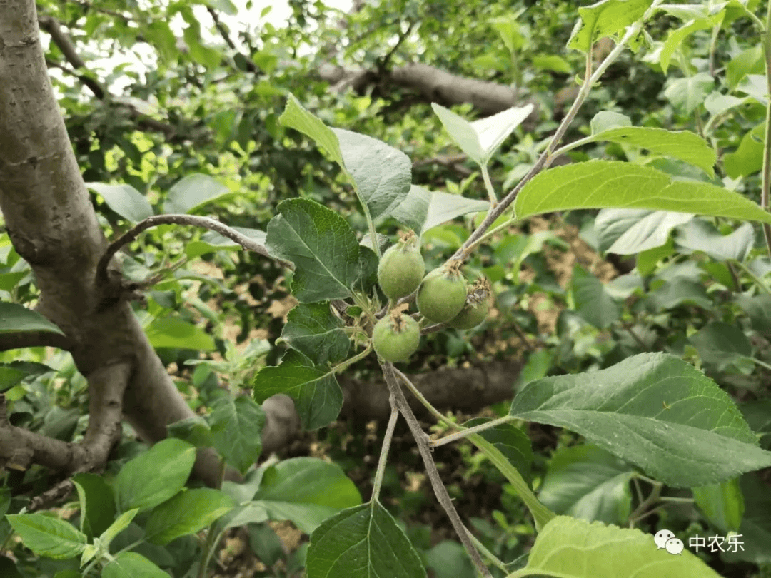 一个苹果长大要经过"九九八十一连"