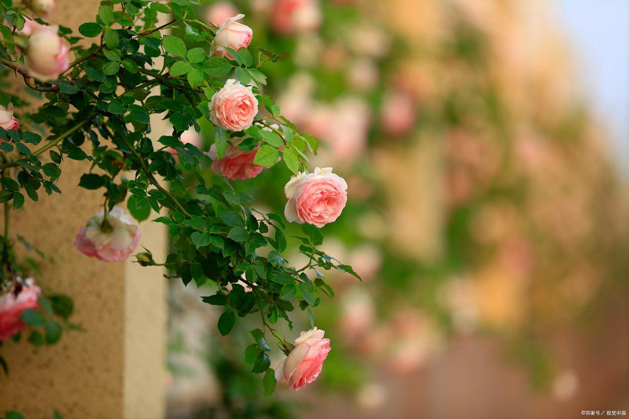 林逋朱淑真范成大高駢陸游詩歌意境_初夏宋詩賞析_形容初夏的詩句