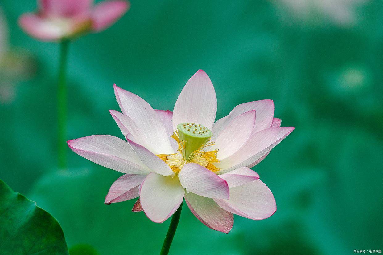 形容初夏的詩句_初夏宋詩賞析_林逋朱淑真范成大高駢陸游詩歌意境