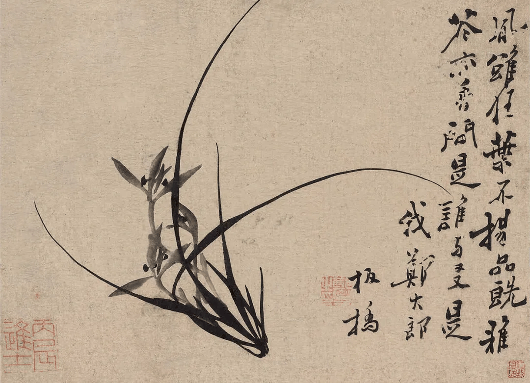郑板桥《兰花册》,疏朗劲峭