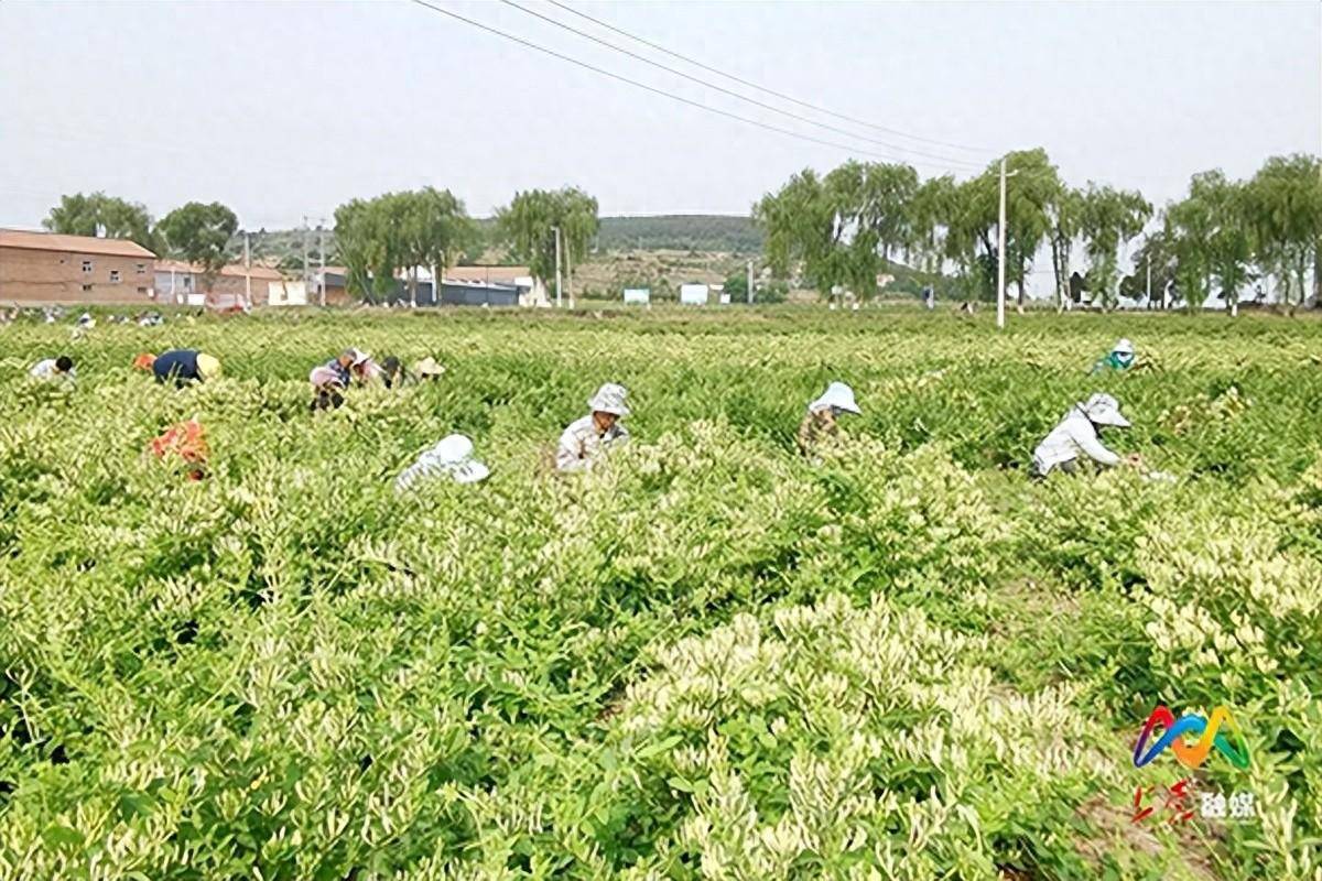 上党区周南村金银花里生"金银"
