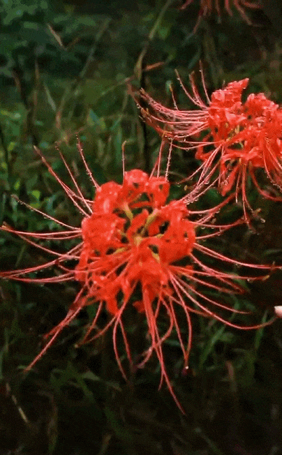 随着一方见地对它的生活习性娓娓道来,彼岸花的秘密终于揭晓.