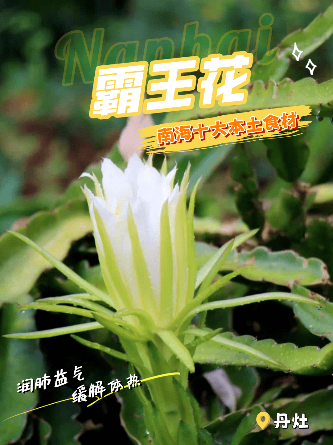 壁纸 花 桌面 1080_1443 竖版 竖屏 手机