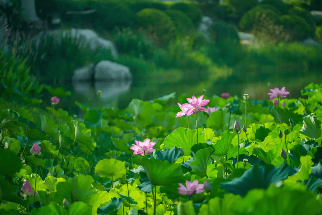 夏日池塘美景图片图片