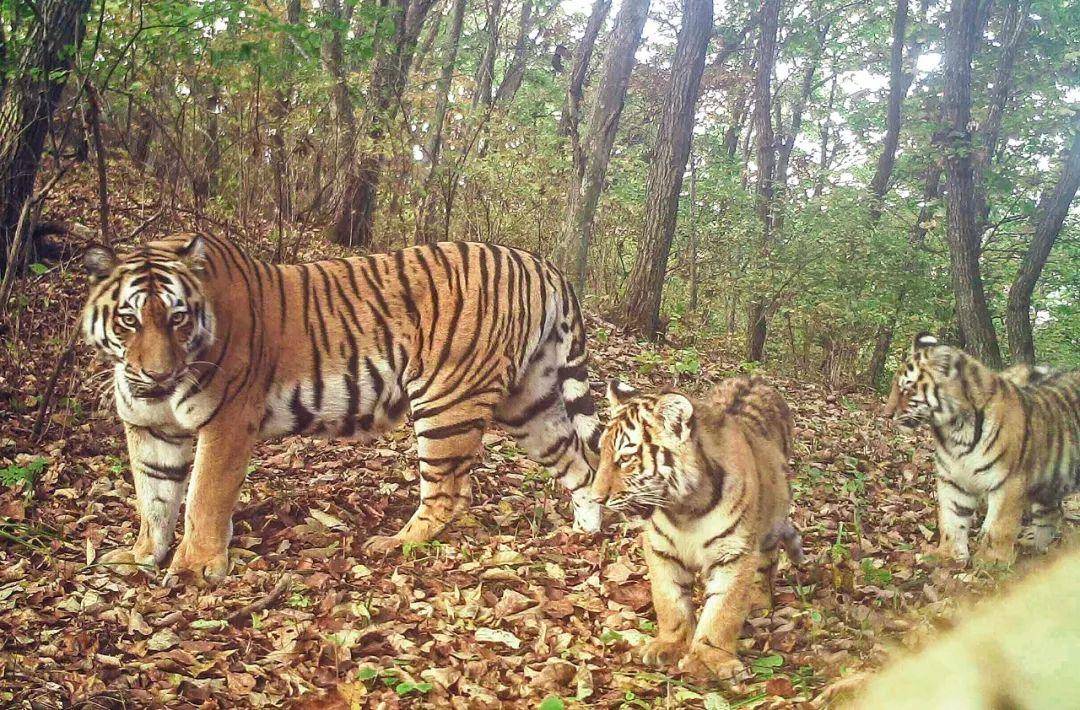 2021年,东北虎豹国家公园正式成立,划出1.