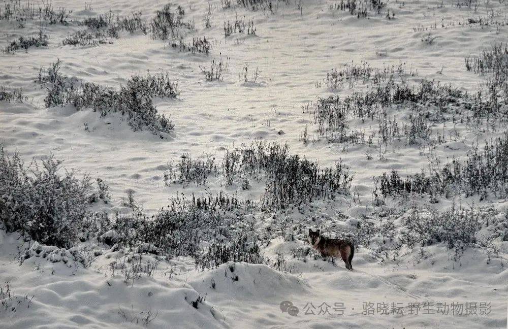 散文 | 记中国探险摄影家吕玲珑