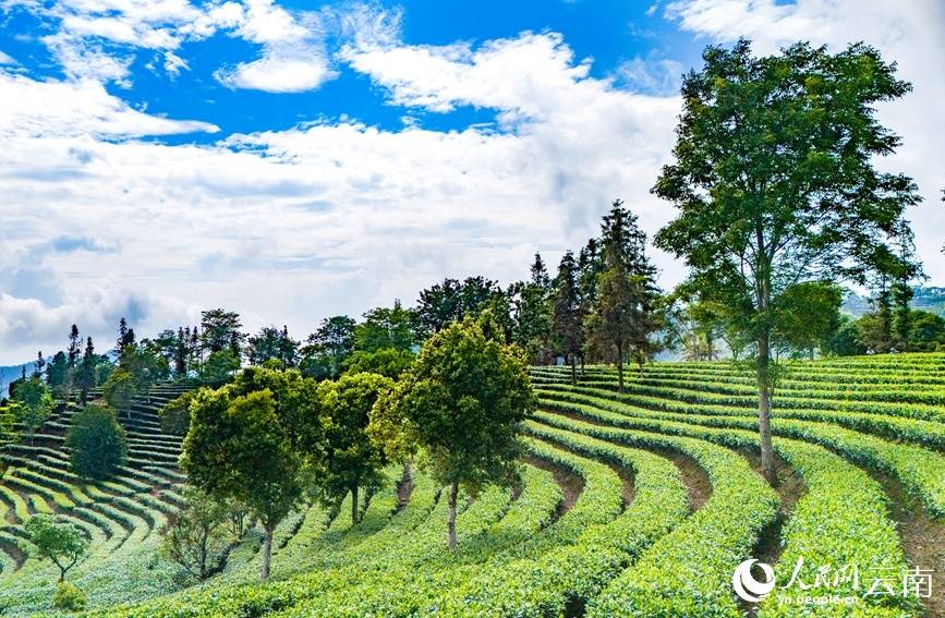 云南孟连:茶园风光美 夏茶采摘忙
