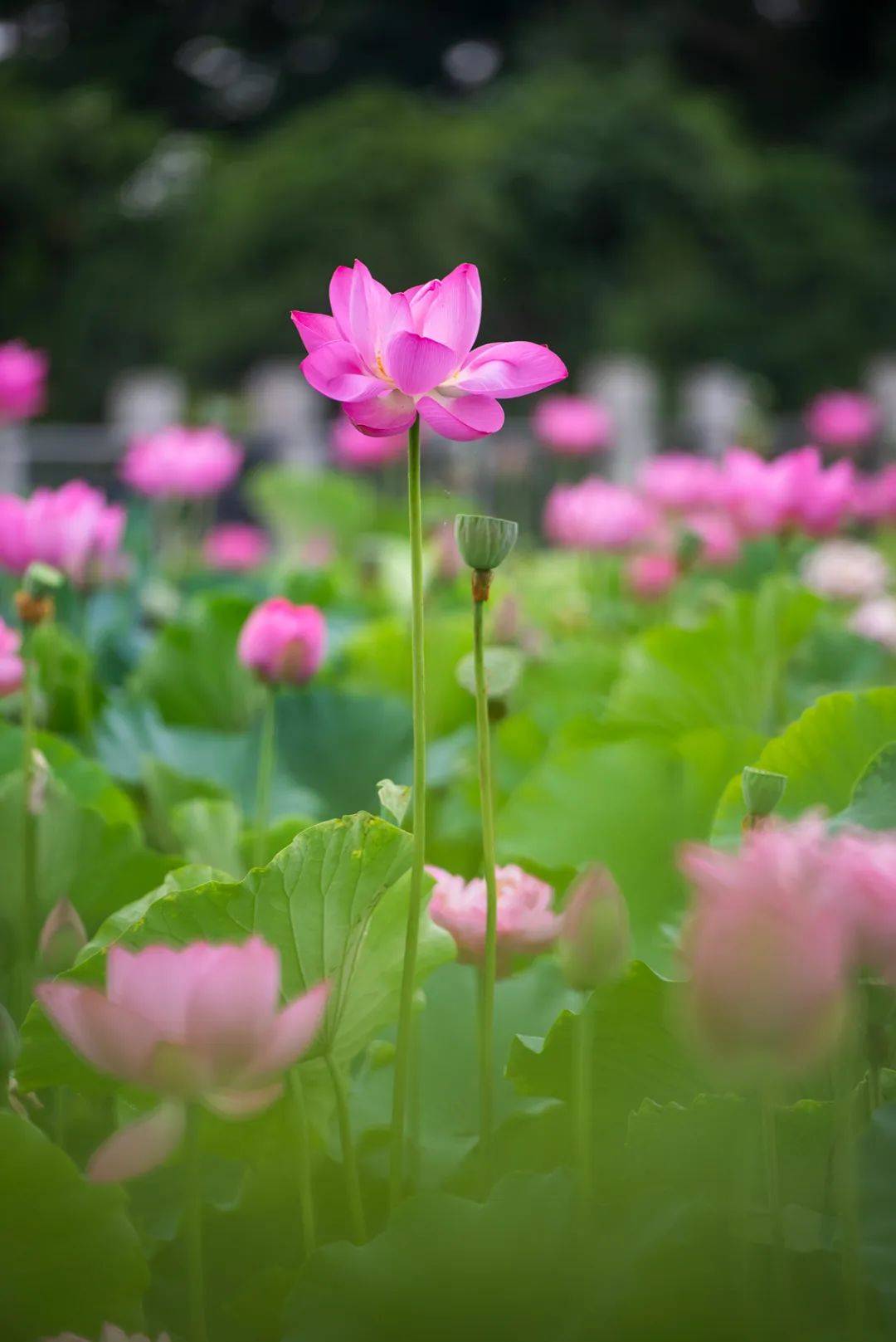 一场夏雨过后,池塘里的荷花已经开好了.