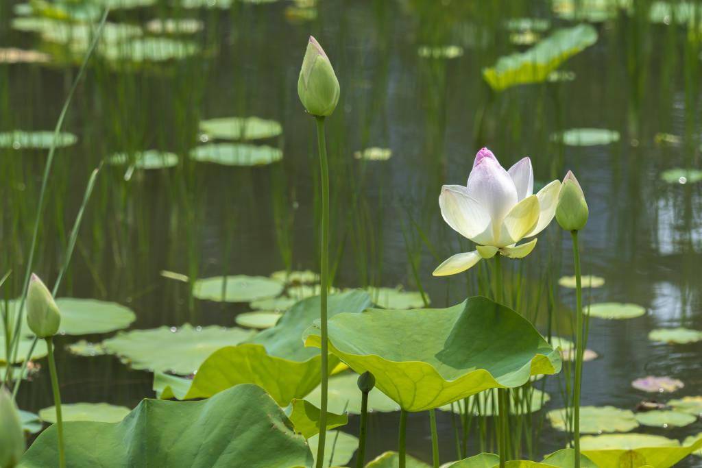 北京 莲花池公园荷花夏日绽放