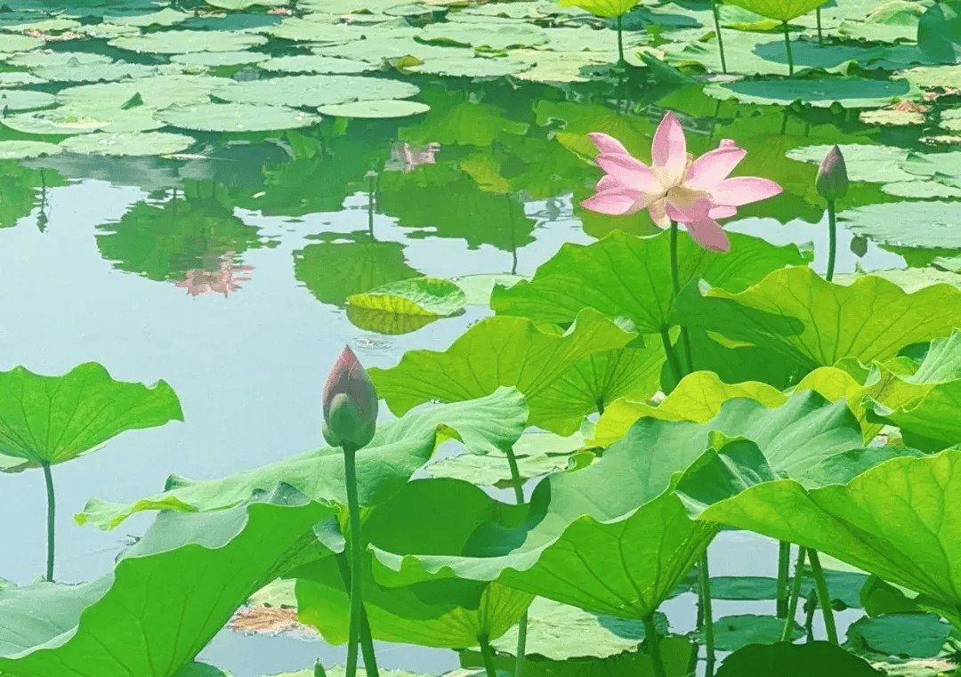 6万余株荷花盛放!就在巩义市中心