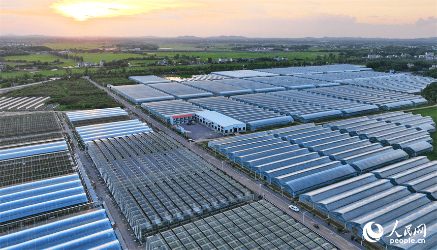 江西抚州东乡区:设施农业助力乡村全面振兴