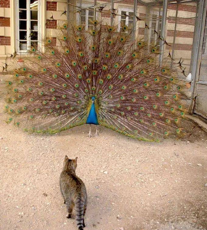 猫咪第一次看见孔雀开屏,惊呼:你怎么全是都是逗猫棒!