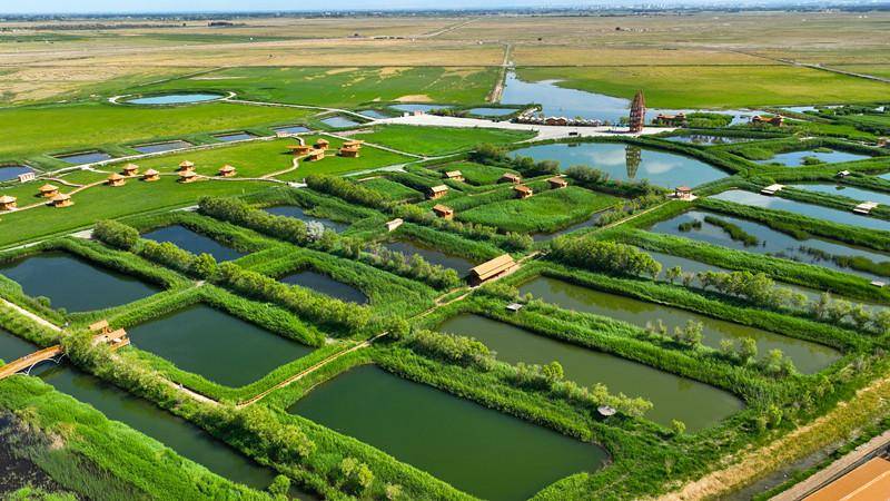 甘肃酒泉:夏日湿地美如画