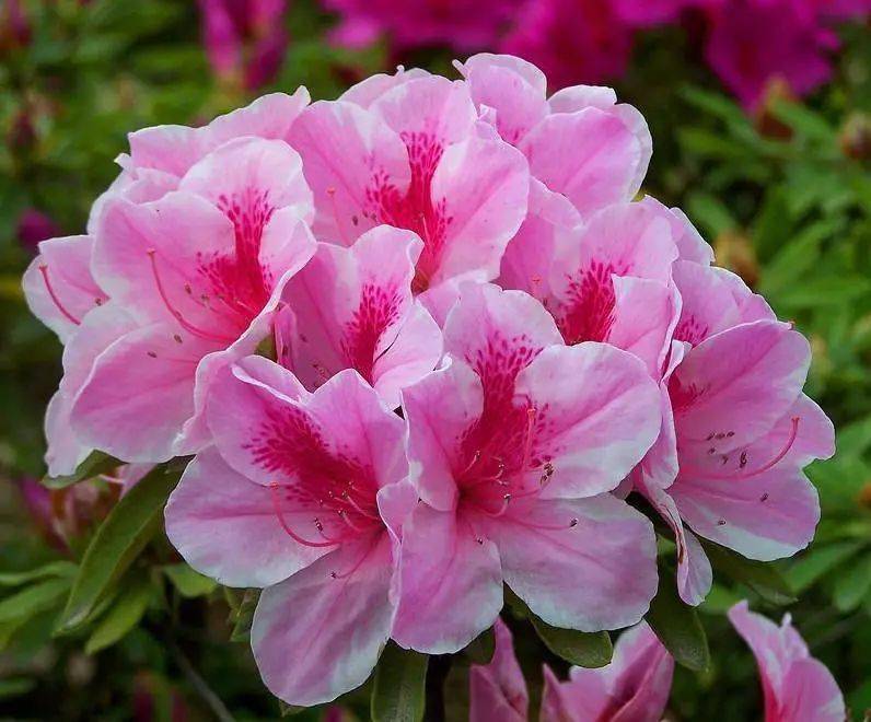 国画素材丨杜鹃花,想想都入画!