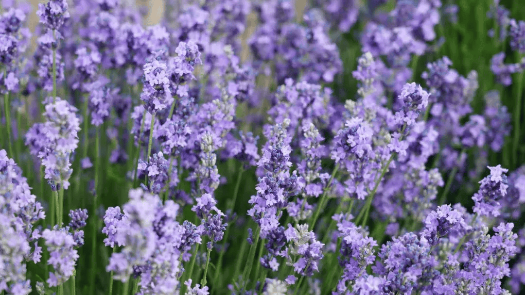 【魅力香城】薰衣草大片来袭~双河六月的绝绝紫在这里→→→快来