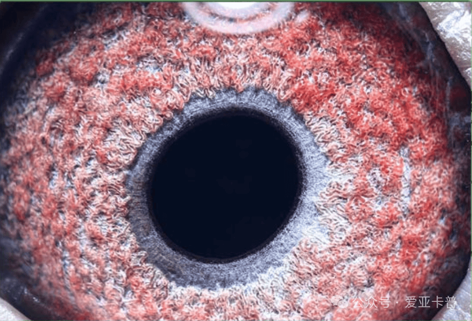 第2452期拍卖--1号鸽.ch23-0169611雄"黄金种鸽698直子1013"外孙