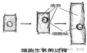 第一阶段果实细胞分裂,细胞数量快速增加