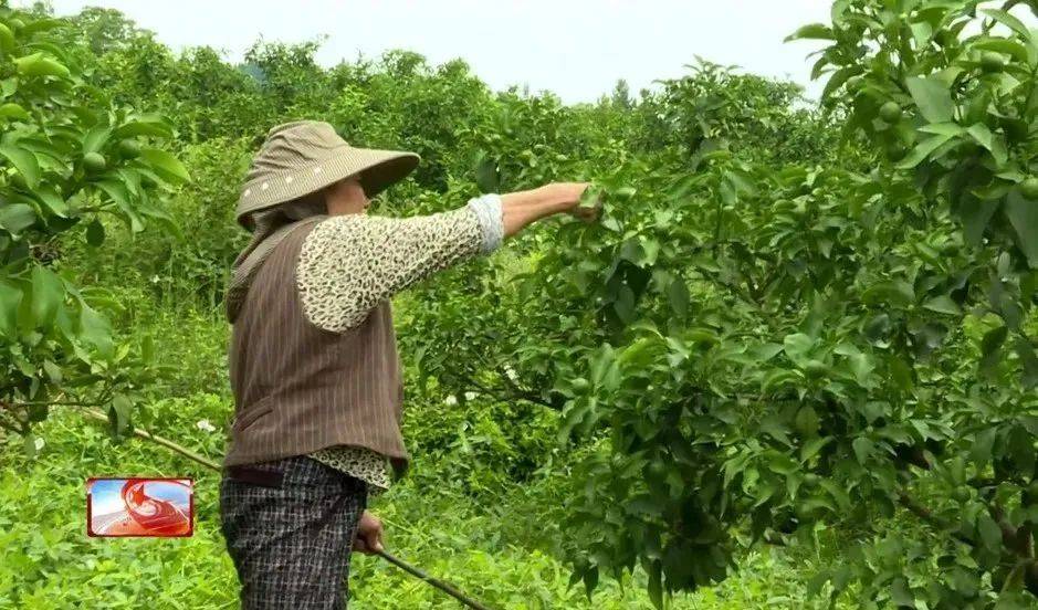 抓好柑橘管护 保障稳产增收