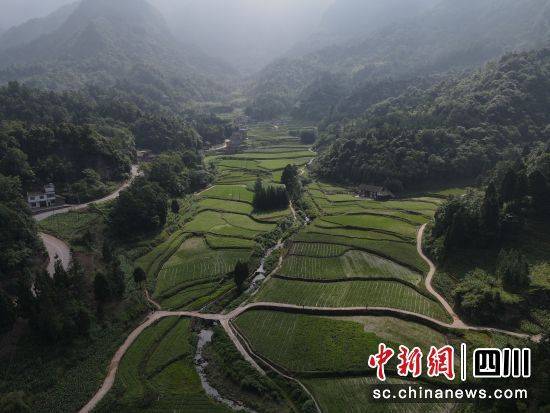 泸州古蔺:仙草润土乡贤聚 产业药香共振兴