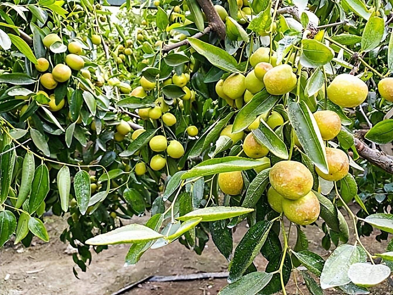 有院子就养4种果树,不怕冷不怕热,皮实好养,喜庆旺盛很美味_庭院_果子
