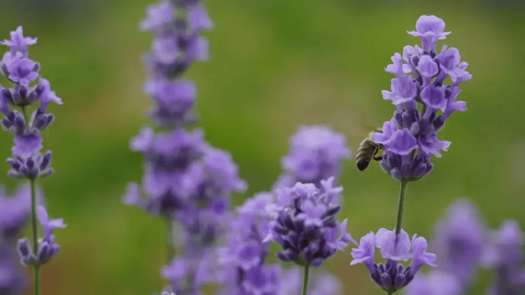 【魅力香城】薰衣草大片来袭~双河六月的绝绝紫在这里→→→快来