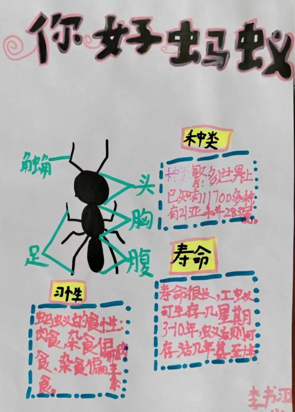 你好,蚂蚁——东胜区正东小学项目化学习课程