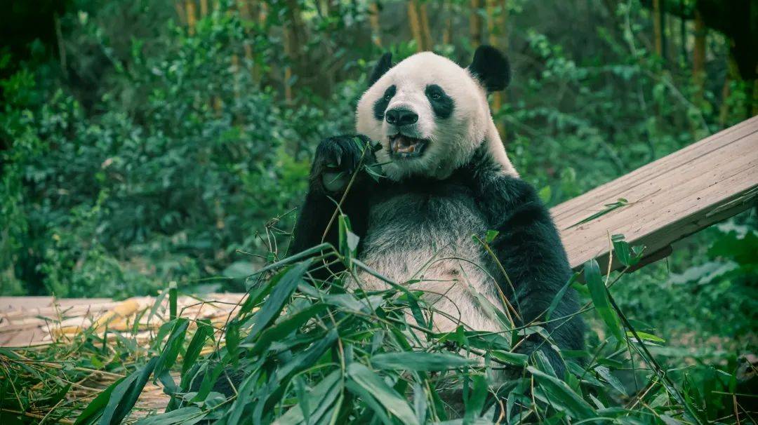 野生动物世界和孩子,家人共享欢乐时光就现在快出发~来长隆水上乐园