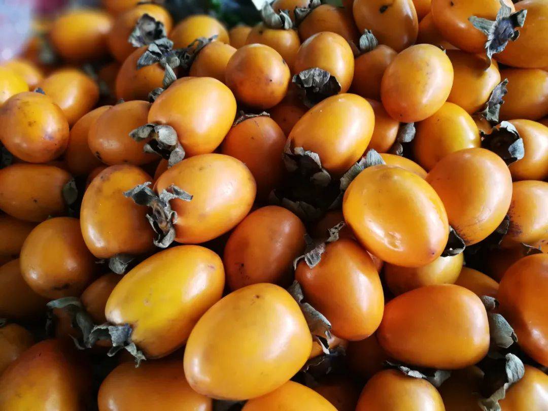 客家地区这些时令野果,许多城里人都没吃过!有钱也买不到.