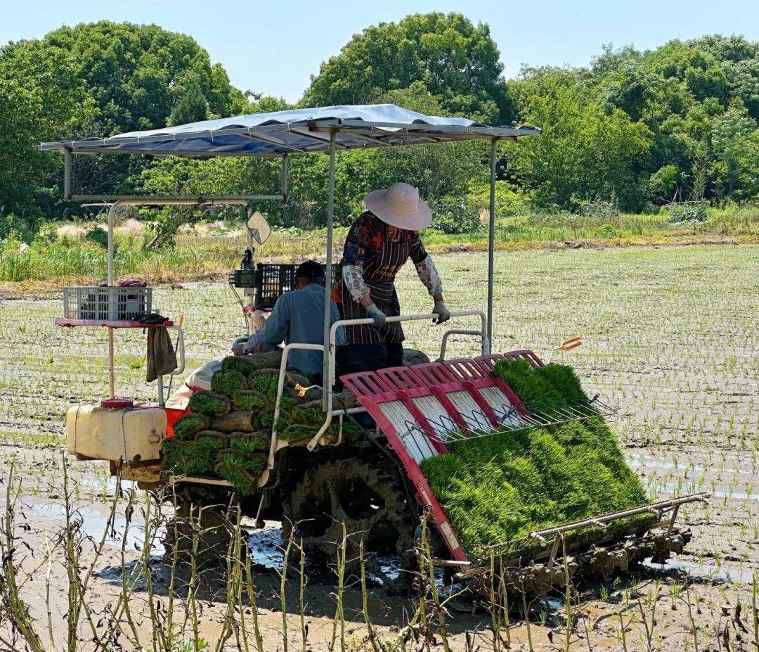 准备插上秧苗在打好浆的水田里在水田里来回忙碌着工人们驾驶着打浆平