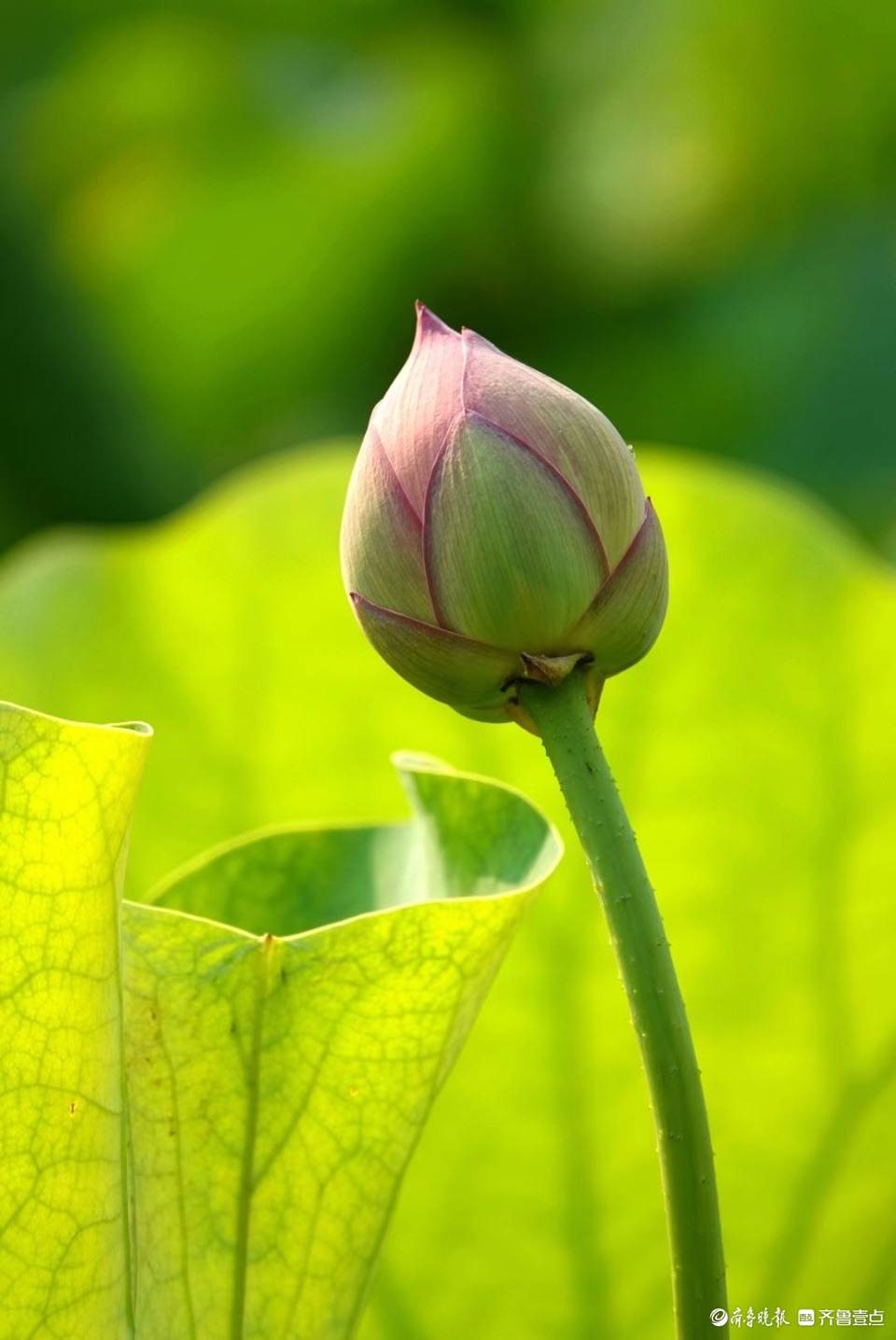 大明湖的"金陵彩虹"荷花开啦!