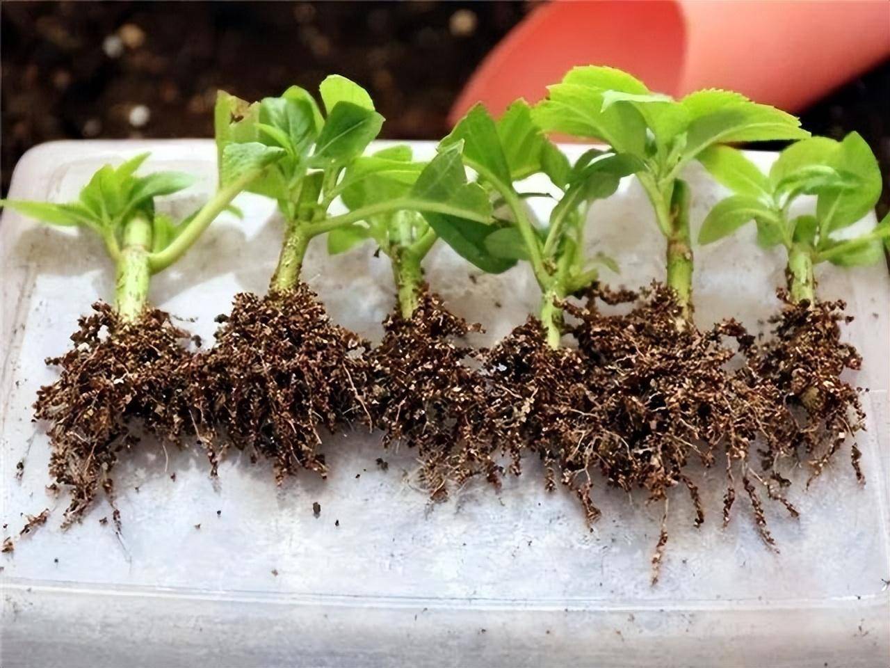 在绣球花母株上面,剪下一些枝条,太嫩的枝条不用,太老的枝条木质化的